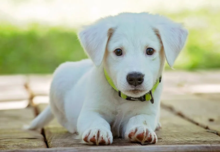 Cani e gatti costano, oltre 57mila abbandoni